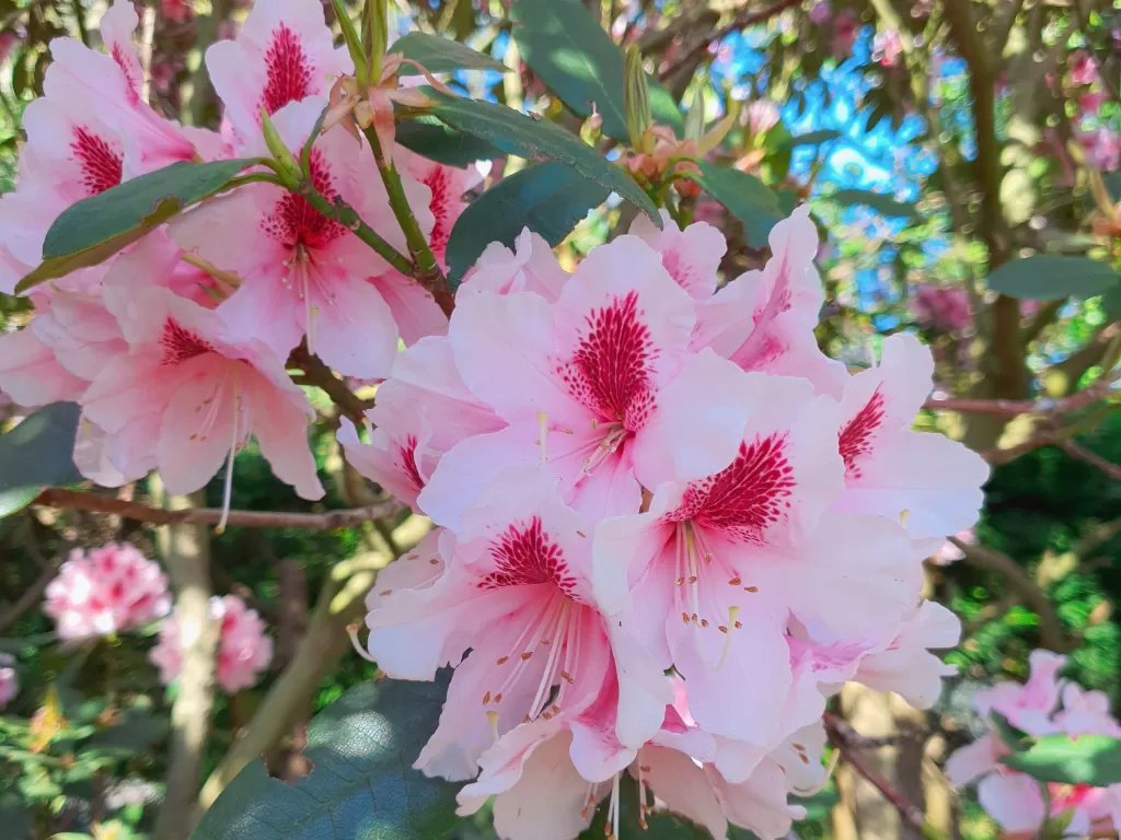Bunga Rhododendron (Z Creator/Alan Munandar)