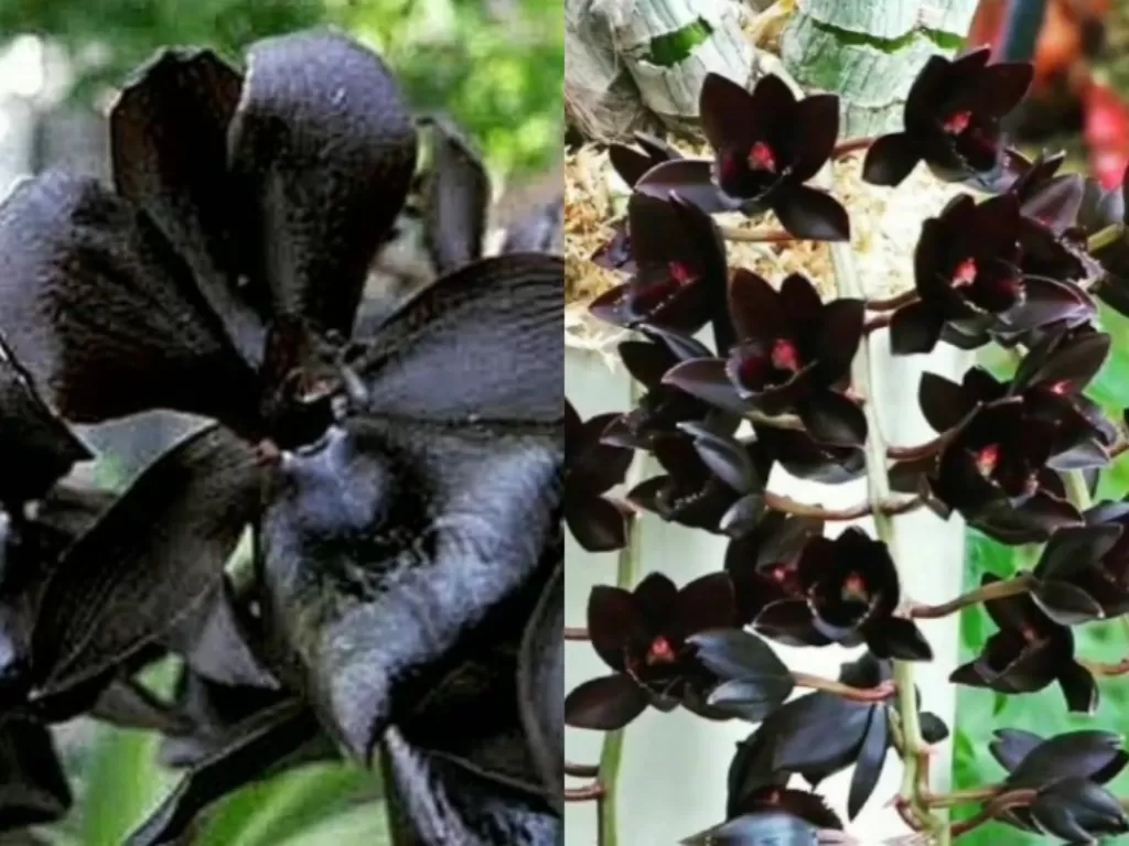 Anggrek hitam Papua. (Z Creators/Sri Wahyuni Kuna )