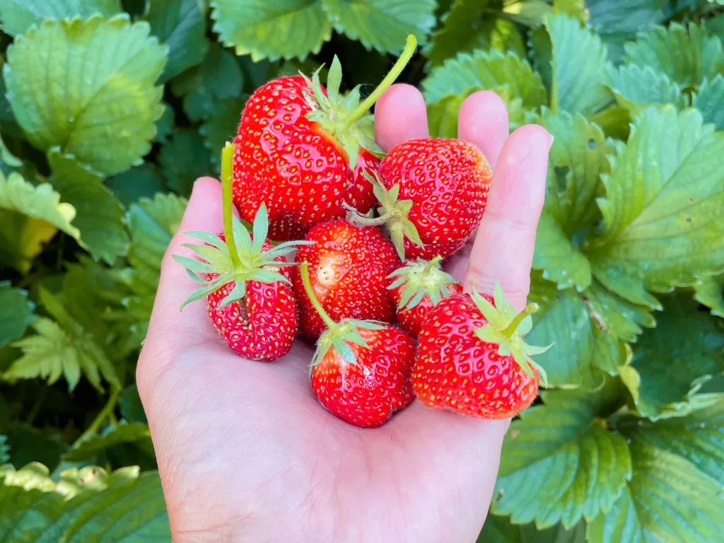 strawberry ( Z Creator/Alan Munandar)