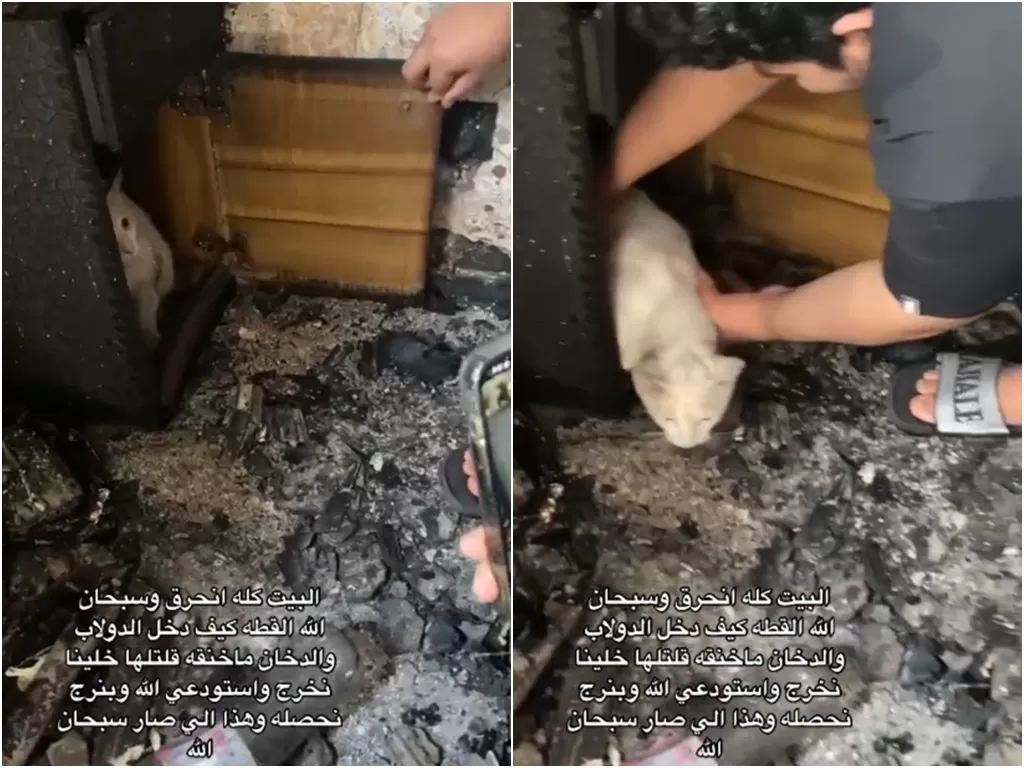 Kucing selamat dari kebakaran (TikTok/alkhloud01)