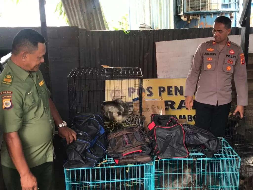 Penggagalan penyelundupan kanguru di Ambon. (Z Creators/Pasra Rukuwa)
