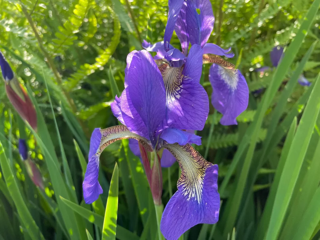 Bunga Siberian Iris (Z Creators/Alan Munandar)