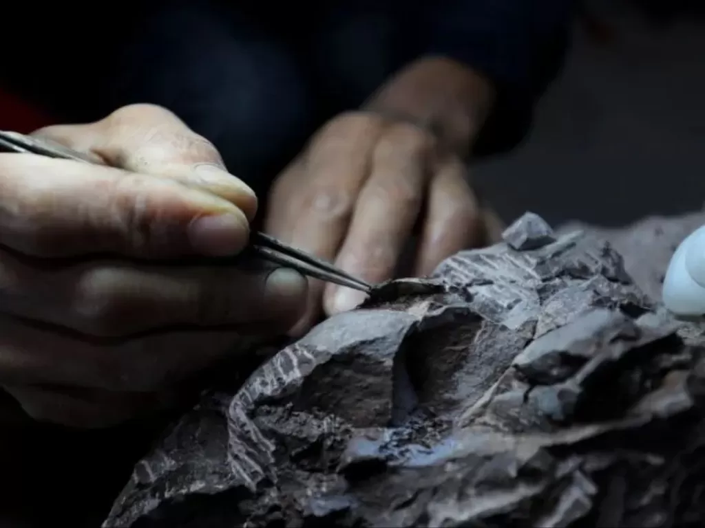 Seorang peneliti mengerjakan bagian dari fosil telur dinosaurus yang ditemukan di Desa Huangzhu, Shanghang, Kota Longyan Fujian China Timur (Xinhua)