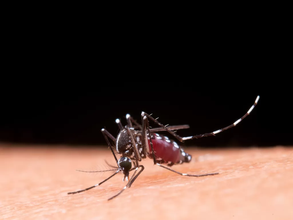 Kementerian Kesehatan menunjuk Kota Semarang sebagai salah satu pilot project penyebaran nyamuk berbakteri wolbachia, untuk penanganan demam berdarah dengue (DBD). (Freepik/@jcomp)