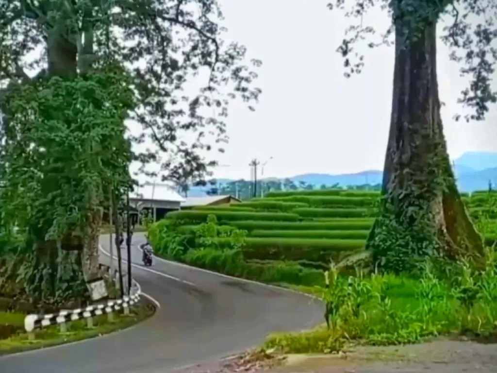 Pohon Randu Jajar di Pemalang (Z Creator/Titi Romiyati)