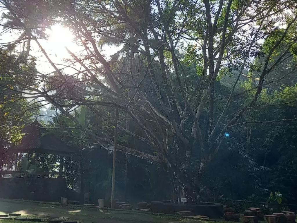 Pohon Bodhi (Ficus Religiosa) hasil setek dari pohon bodhi yang menjadi tempat Siddharta Gautama bertapa dan menjadi budha, di Center Meditasi Bali Usada, Forest Island, Tabanan, Bali. (Z Creators/Mentari Meida)