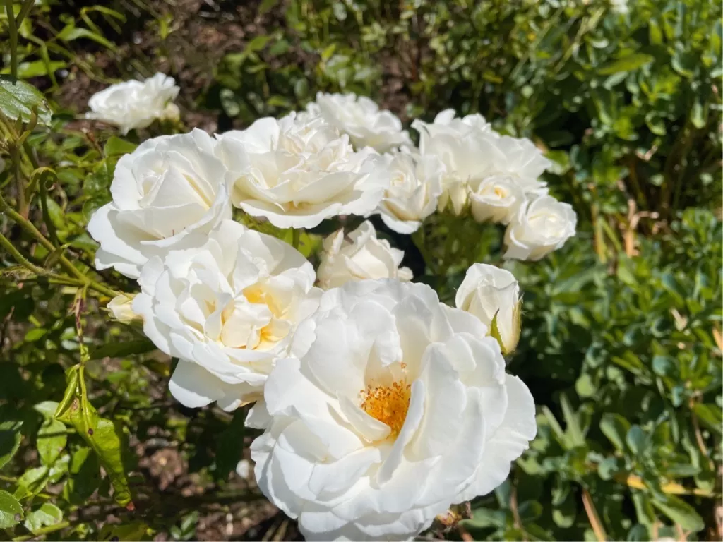 mawar putih (Z Creator/Alan Munandar)