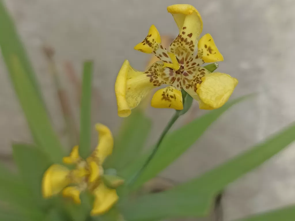 Bunga iris kuning (Z Creator/Diva Ami)