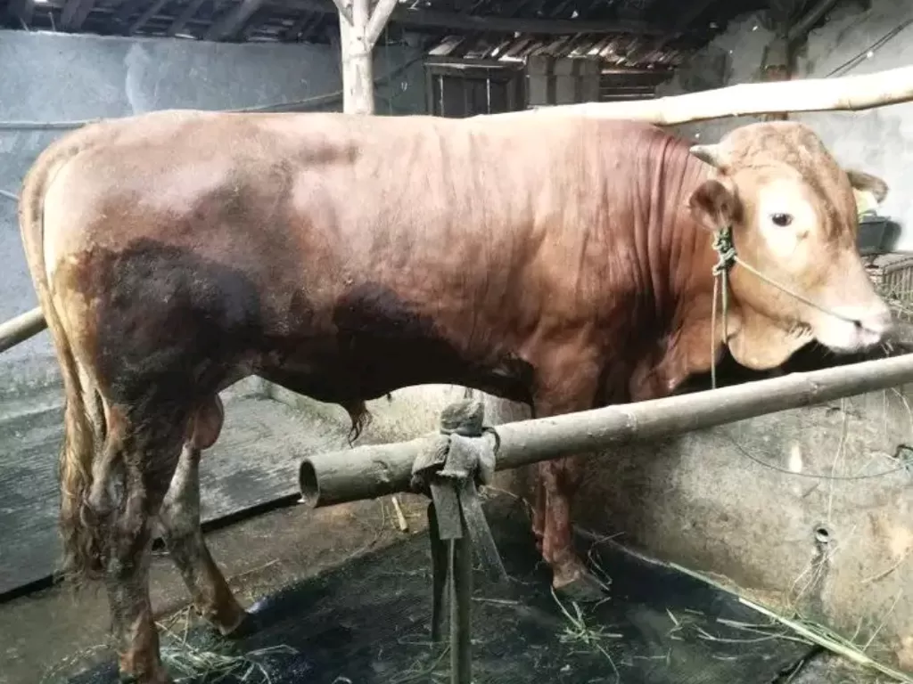 Penjualan sapi meningkat jelang Hari Raya Idul Adha (Z Creators/Amirul Mukminin)