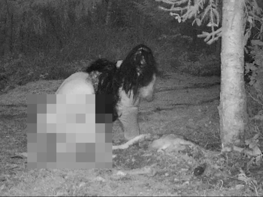 Dua penyihir terekam kamera memakan bangkai rusa (Fox News)