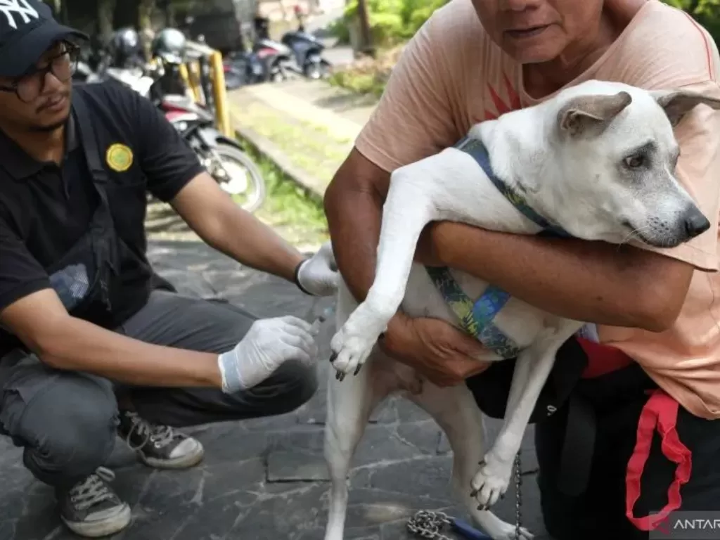Dokter hewan menyuntikkan vaksin anti rabies pada seekor anjing (ANTARA FOTO/Nyoman Hendra Wibowo)