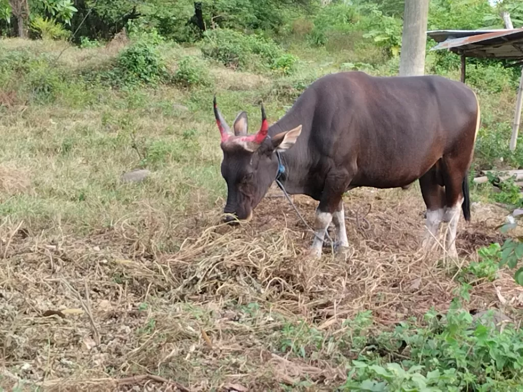 Harga sapi di Parepare mengalami kenaikan jelang Iduladha. (Z Creators/Husnil)