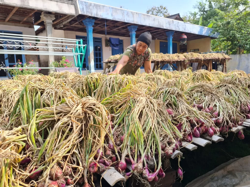 Petani bawang di Brebes mendapat hasil yang lebih menguntungkan setelah mengikuti saran Ganjar Pranowo untuk menggunakan pupuk organik. (Dok. Pemprov Jateng)