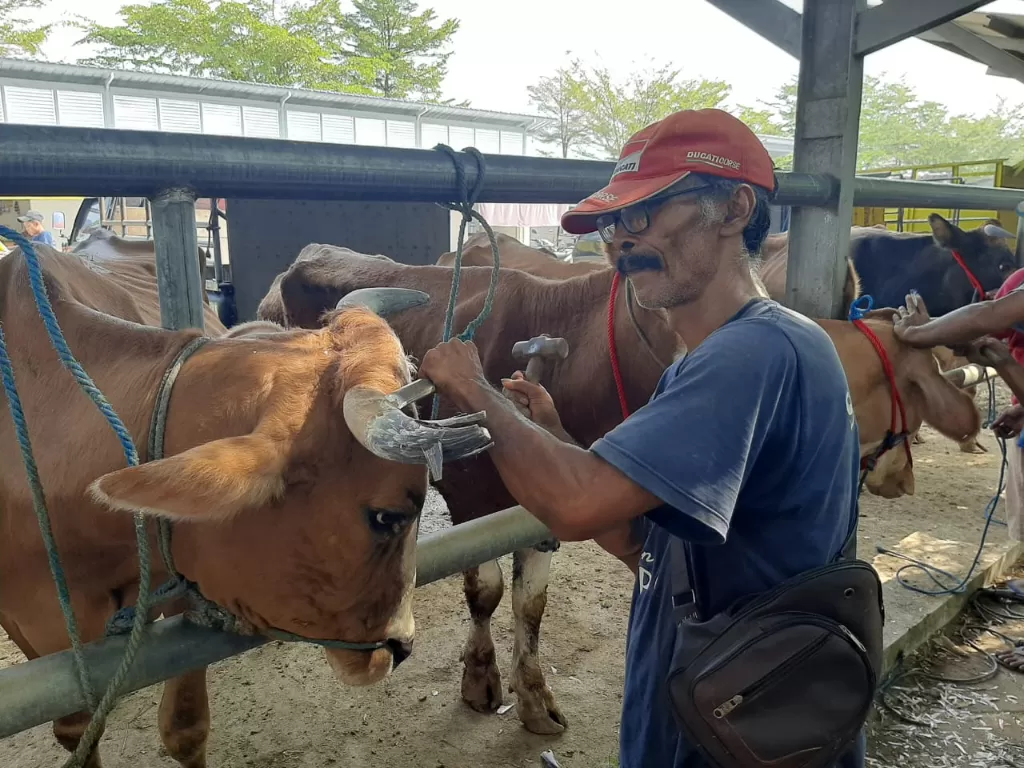 Salon sapi di Tulungagung, (Z Creators/Firman Imansyah), 