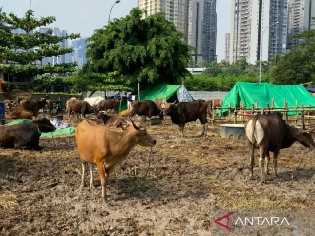Ilustrasi -   Sejumlah sapi hewan kurban yang ada di kawasan Setiabudi, Jakarta, Jumat (23/6/2023). (ANTARA/Luthfia Miranda Putri)