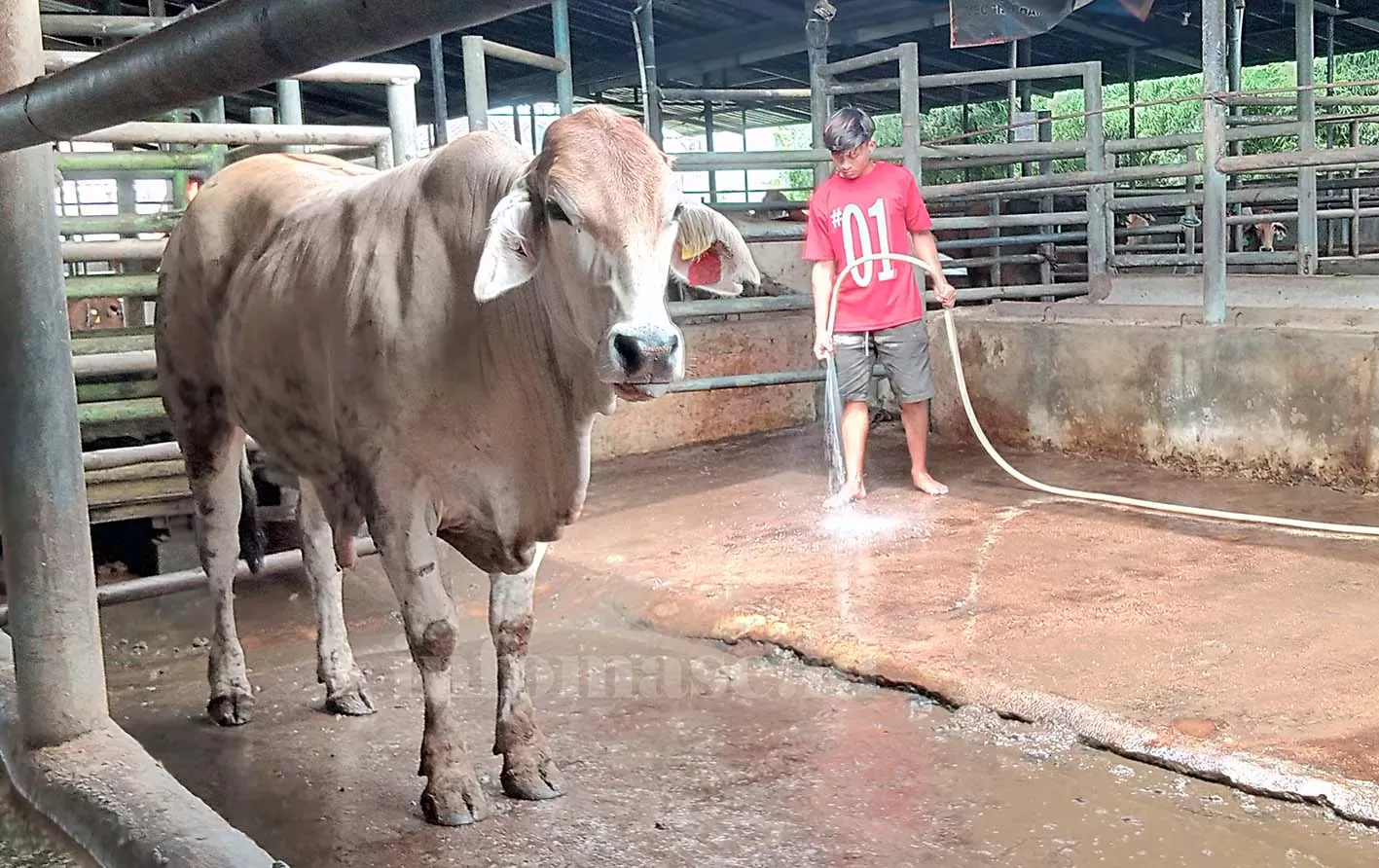 Rutinitas Pagi Di Kandang Sapi - Info Mase