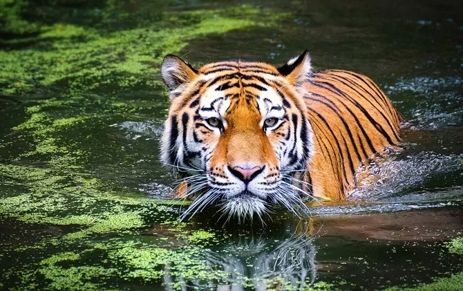 Pusat Rehabilitasi Harimau Sumatera Dibangun Mirip Habitat Asli Jawa Pos