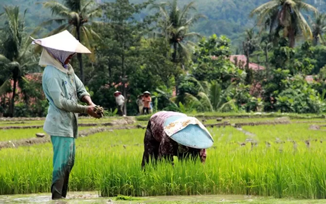 PIPP, Jembatan Komunikasi Lembaga Riset Dengan Masyarakat Pertanian ...