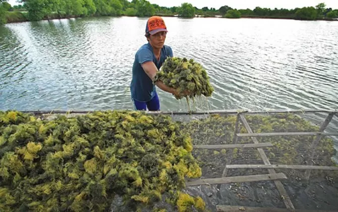 Industri Rumput Laut Indonesia: Lemah Di Sektor Industri Hilirasasi ...