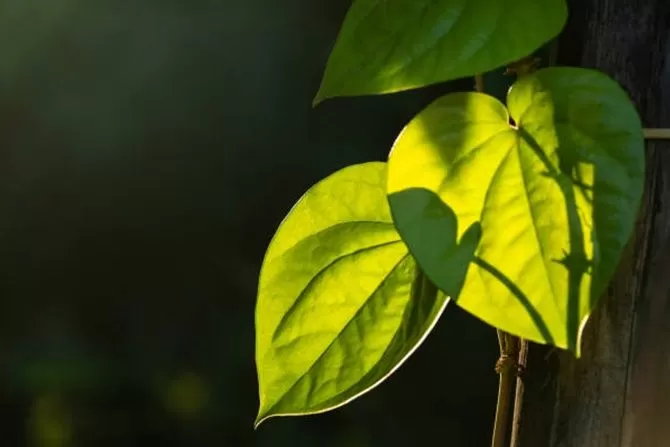 Mengenal 5 Manfaat Daun Sirih Yang Menakjubkan Untuk Kesehatan, Simak ...