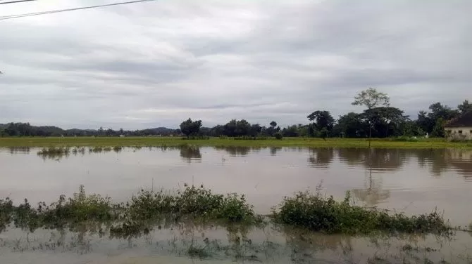 Puluhan Hektare Sawah Terendam, Petani Terancam Gagal Panen - Jawa Pos