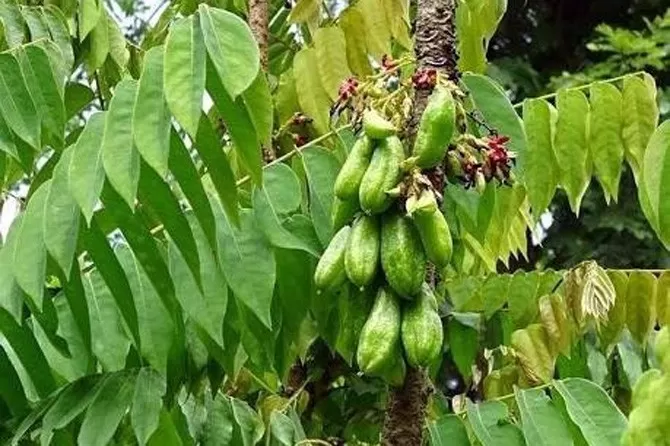 Minum Rebusan Daun Belimbing Sayur Bantu Obati 5 Penyakit - Jawa Pos