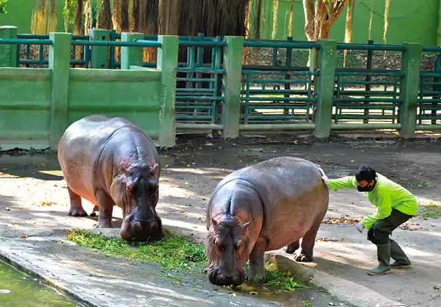 Senin Kebun Binatang Surabaya Buka Lagi, Terapkan Dua Sif Kunjungan - Jawa  Pos