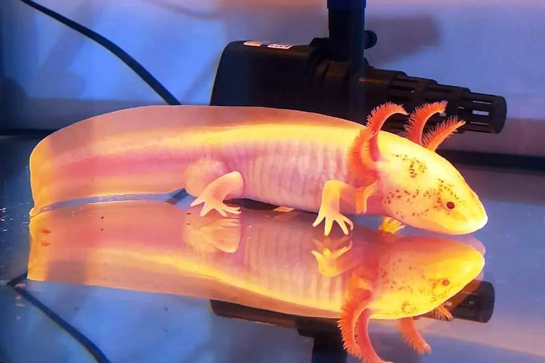 Peruntungan Axolotl, Dari Hobby Bisa Jual Jutaan Rupiah Per Ekor - Jawa Pos