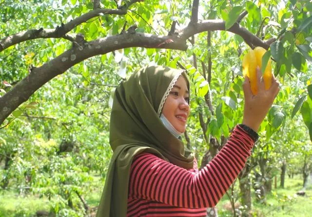 Agrowisata Belimbing Karangsari