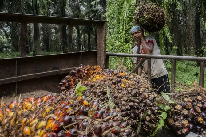 Hasil ST2023 BPS: 10 Komoditas Ini Paling Banyak Diusahakan Petani Di ...