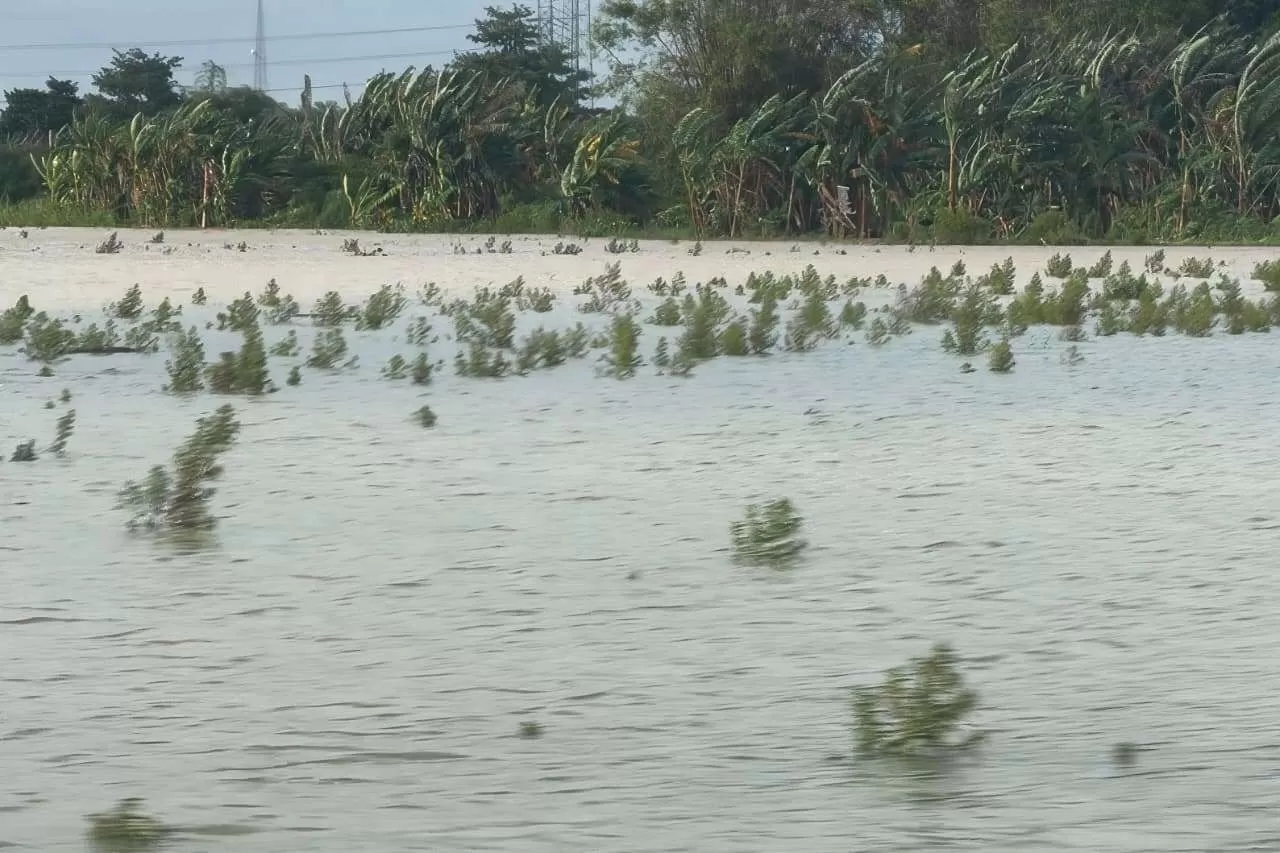 Pemprov Jateng Ajukan Klaim Asuransi Gagal Panen Akibat Banjir di Empat Kabupaten (Kliksolonews/dok Pemprov Jateng)