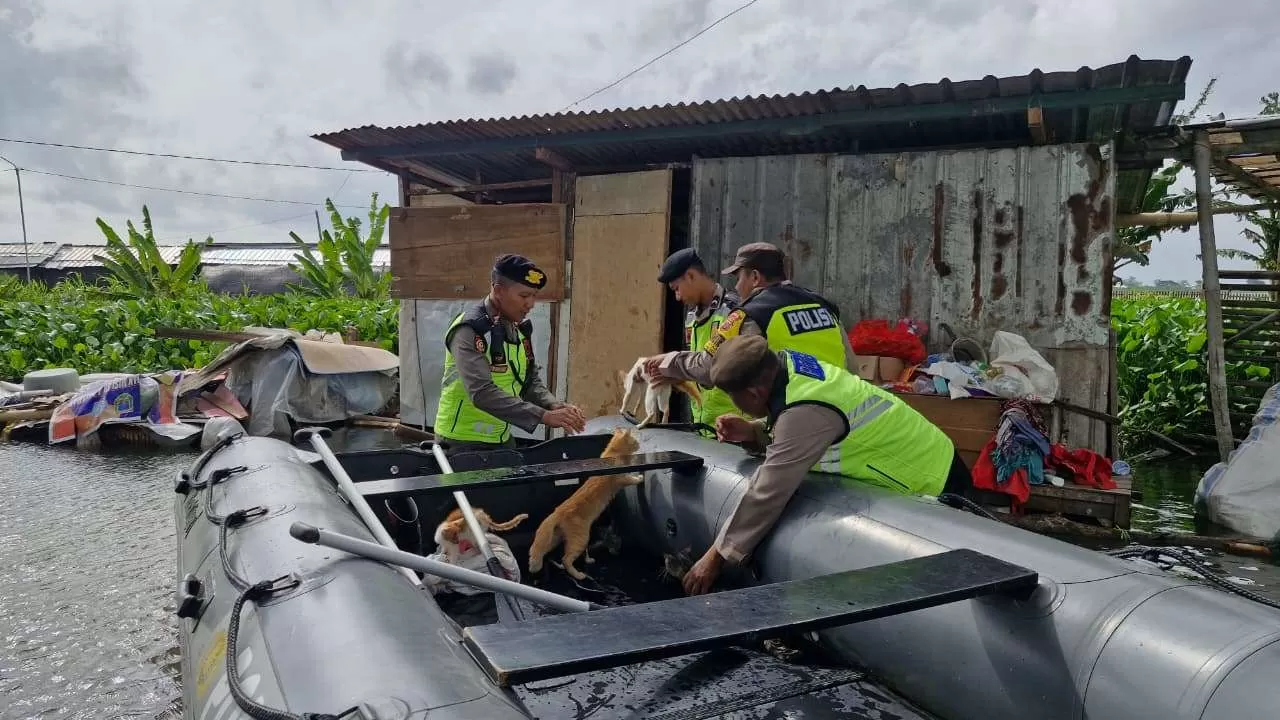 Terharu, Polisi Evakuasi Kucing Milik Nenek Pengungsi Banjir Kudus (kliksolonews/Dok)