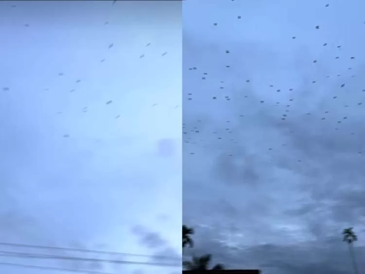 Video Viral Bikin Merinding! Ribuan Kawanan Burung Kepung Langit Aceh. (KlikSoloNews/dok)