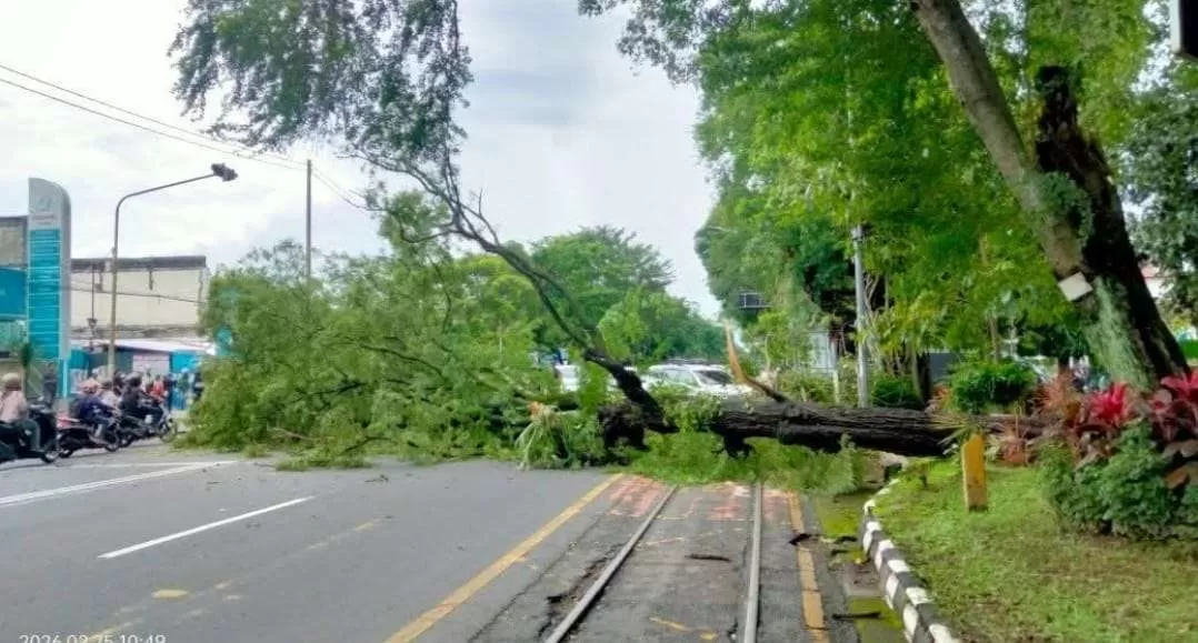 Pohon Asem Raksasa Tumbang di Jalan Slamet Riyadi Solo, Arus Lalu Lintas Sempat Terganggu. (KlikSoloNews/Adhirajasa)
