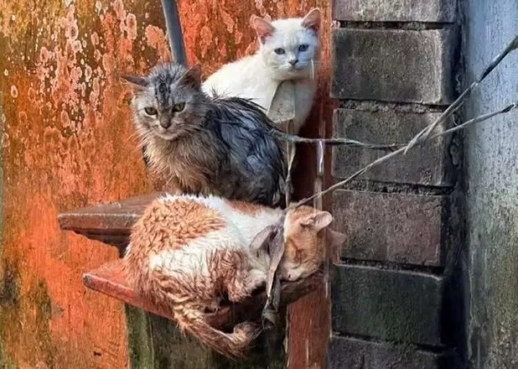 Viral! Warga Gianyar Dihujat Usai Ikat Leher Empat Kucing di Depan Rumah. (KlikSoloNews/dok)