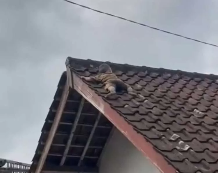Viral Bocah Naik ke Atap Rumah di Lombok, Proses Evakuasi Dramatis Bikin Panik Keluarga. (KlikSoloNews/dok)