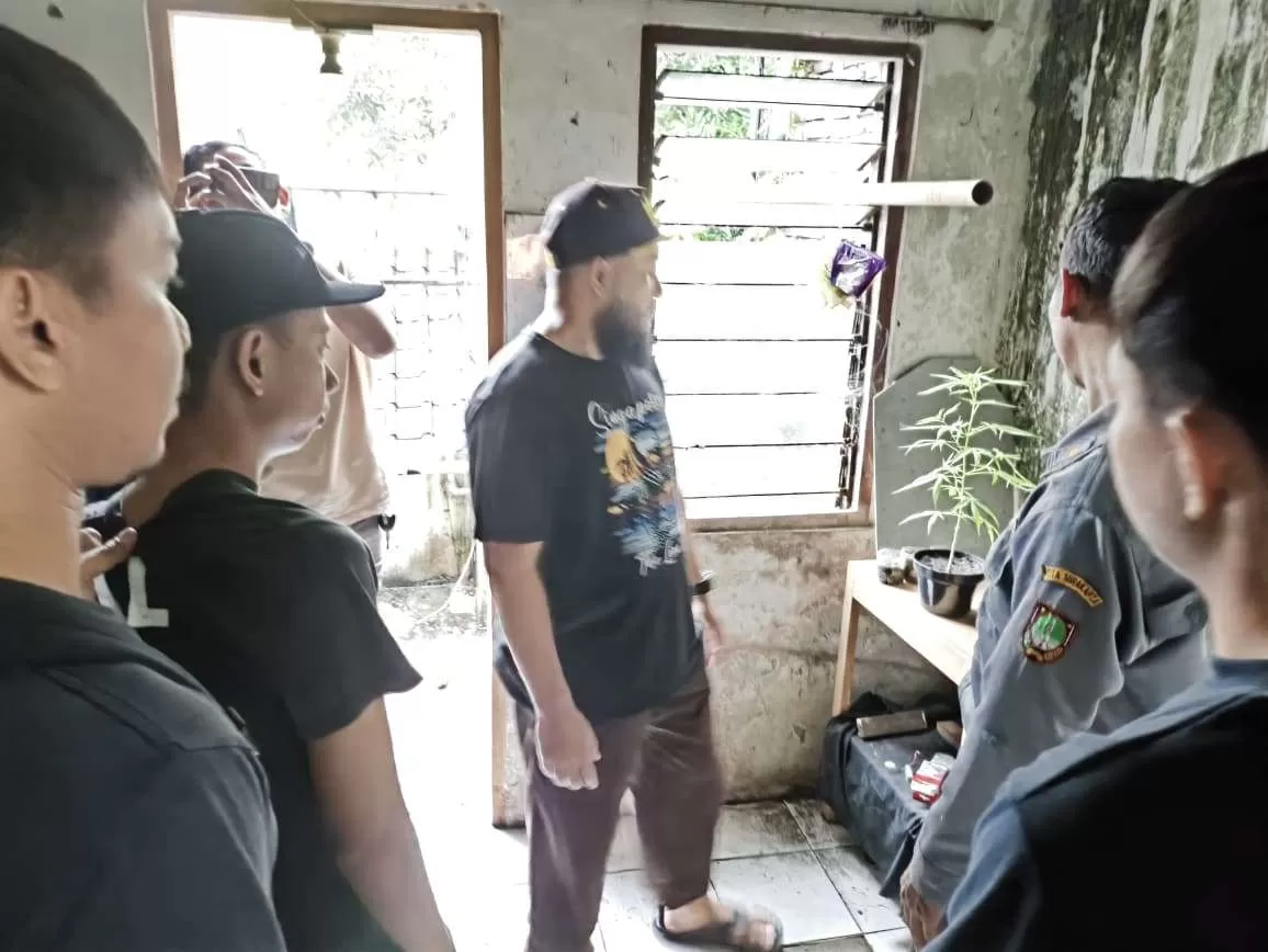 Polresta Surakarta Ungkap Kasus Ganja di Laweyan, Mahasiswa Ditangkap Tanam 3 Pohon. (KlikSoloNews/dok Polresta Surakarta)