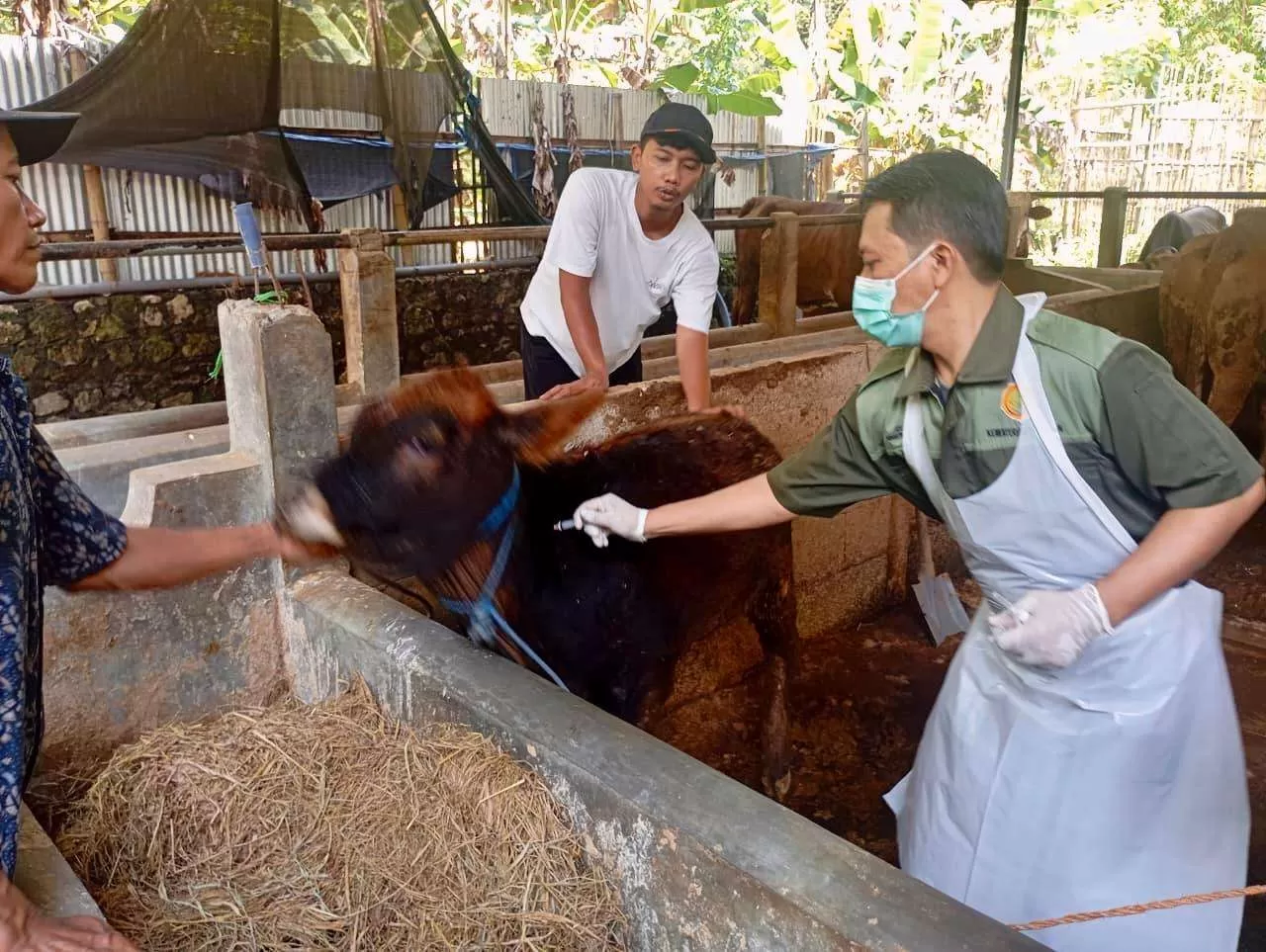 Program Healing Jateng Hadir di Desa, Peternak Dapat Layanan Kesehatan Hewan Gratis. (KlikSoloNews/dok)