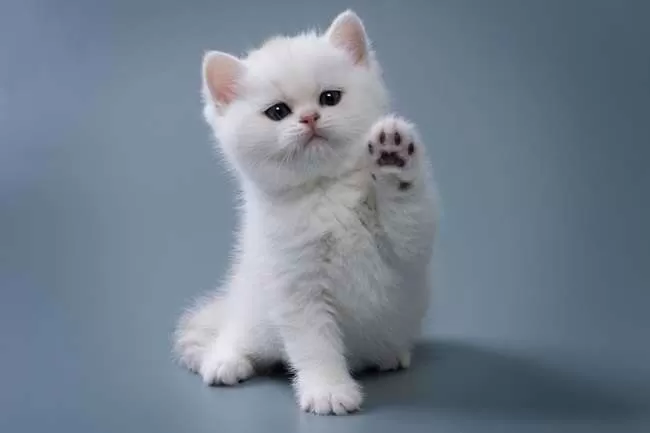CEK FAKTA: Viral Klaim Cium Kucing Bisa Infeksi Otak, Ini Fakta Sebenarnya Soal Toksoplasmosis. (KlikSoloNews/dok)