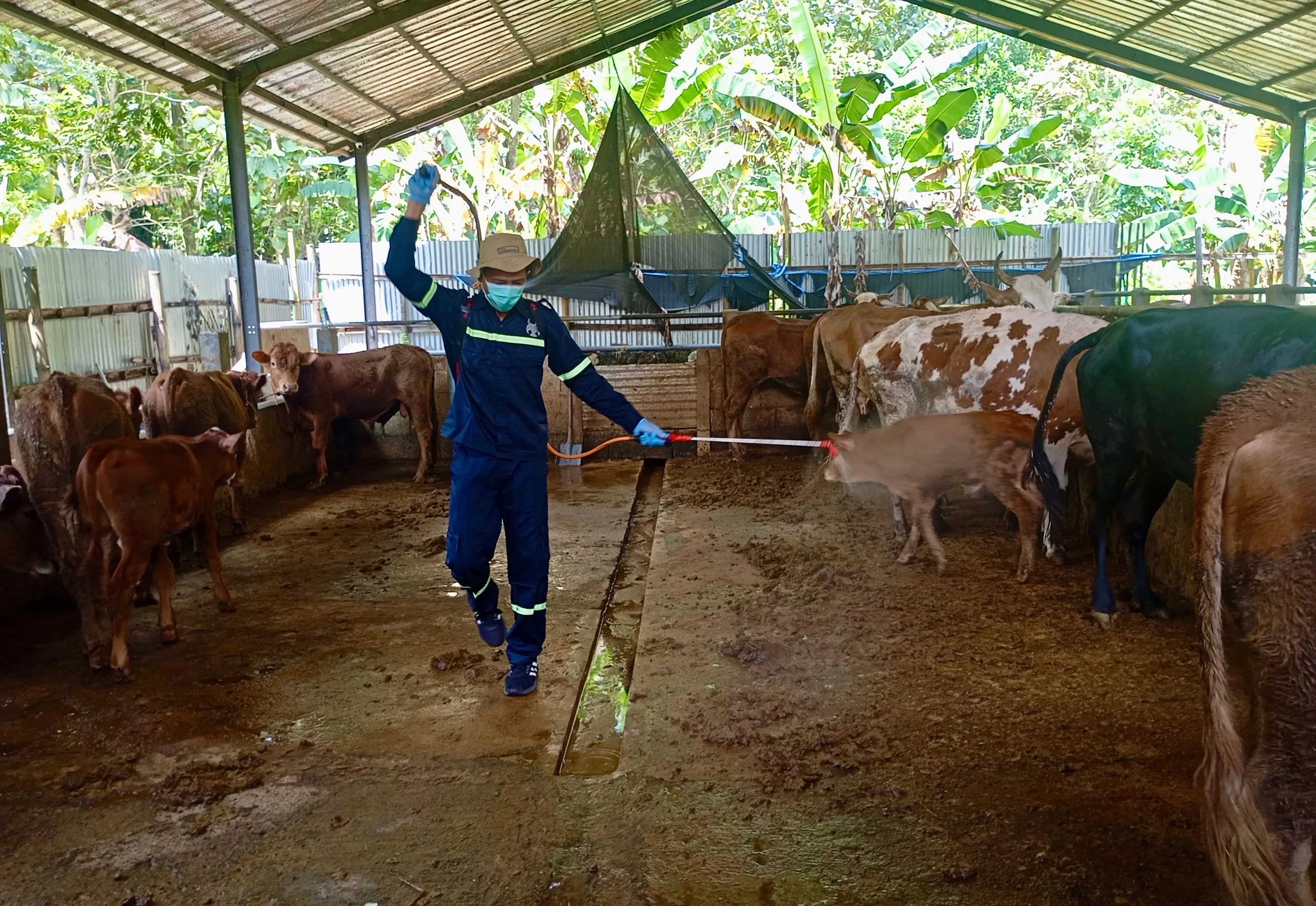 Stok Hewan Kurban di Jateng Surplus, Pemprov Pastikan Kebutuhan Iduladha 2026 Aman. (KlikSoloNews/dok)