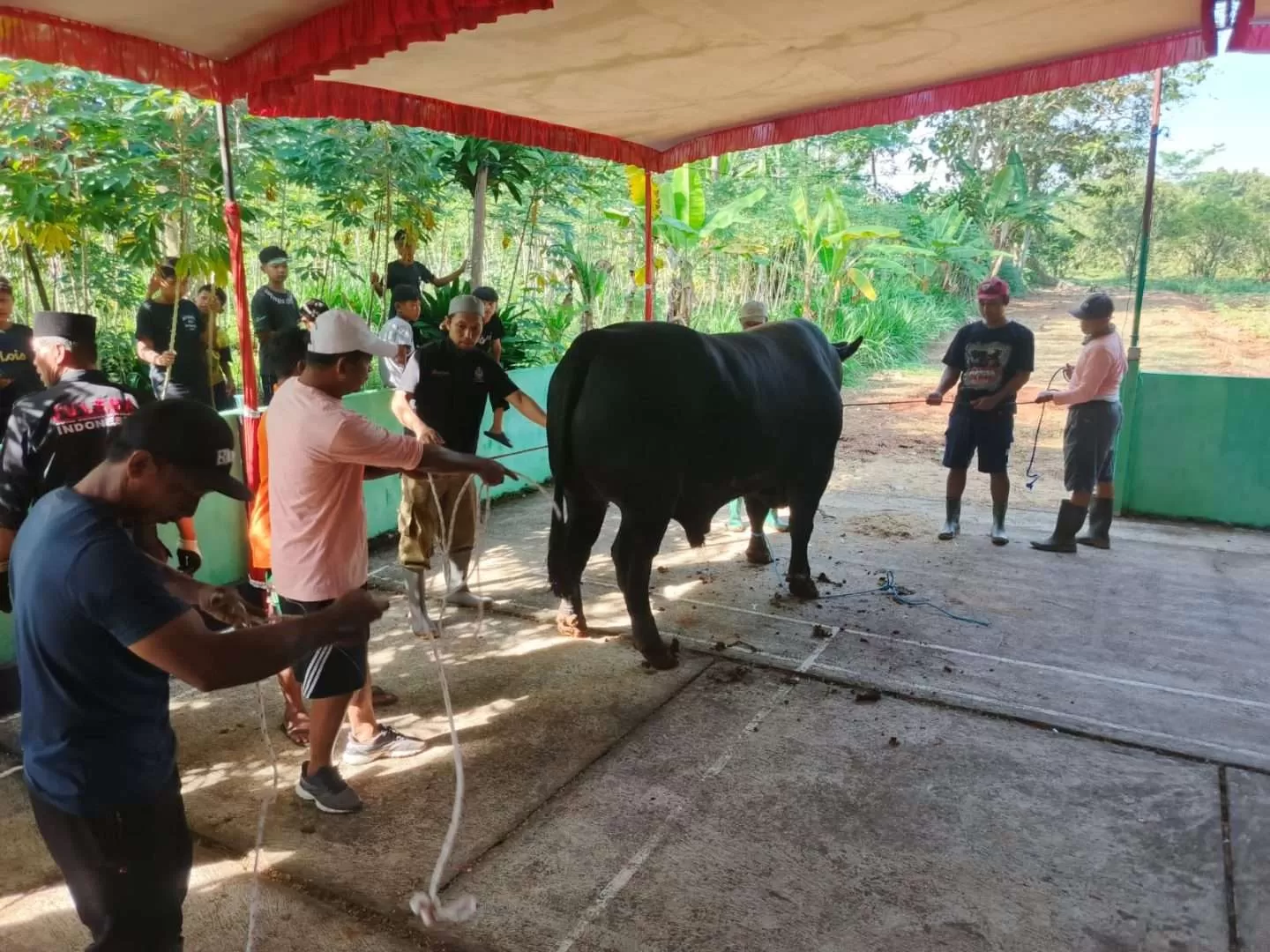 Sapi Kurban 1,1 Ton dari Presiden Prabowo Diserahkan ke Masjid Baabussalam Karanganyar. (KlikSoloNews/dok)