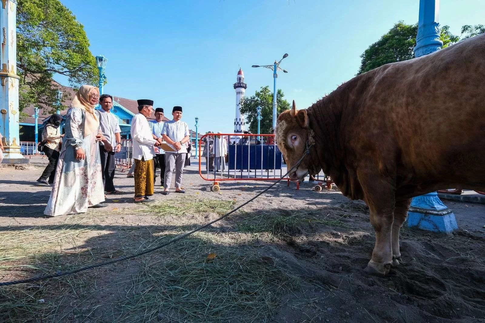 Respati Ardi Namai Sapi Kurban Presiden Prabowo Si Bambang, Sapi Wapres Gibran Si Kevin. (KlikSoloNews/dok)