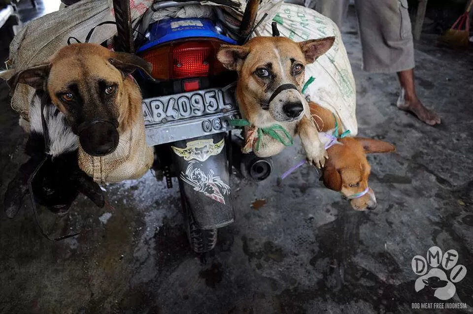 11 Negara Serahkan Petisi ke Indonesia, Desak Penghentian Perdagangan Daging Anjing. (KlikSoloNews/dok DMFI)