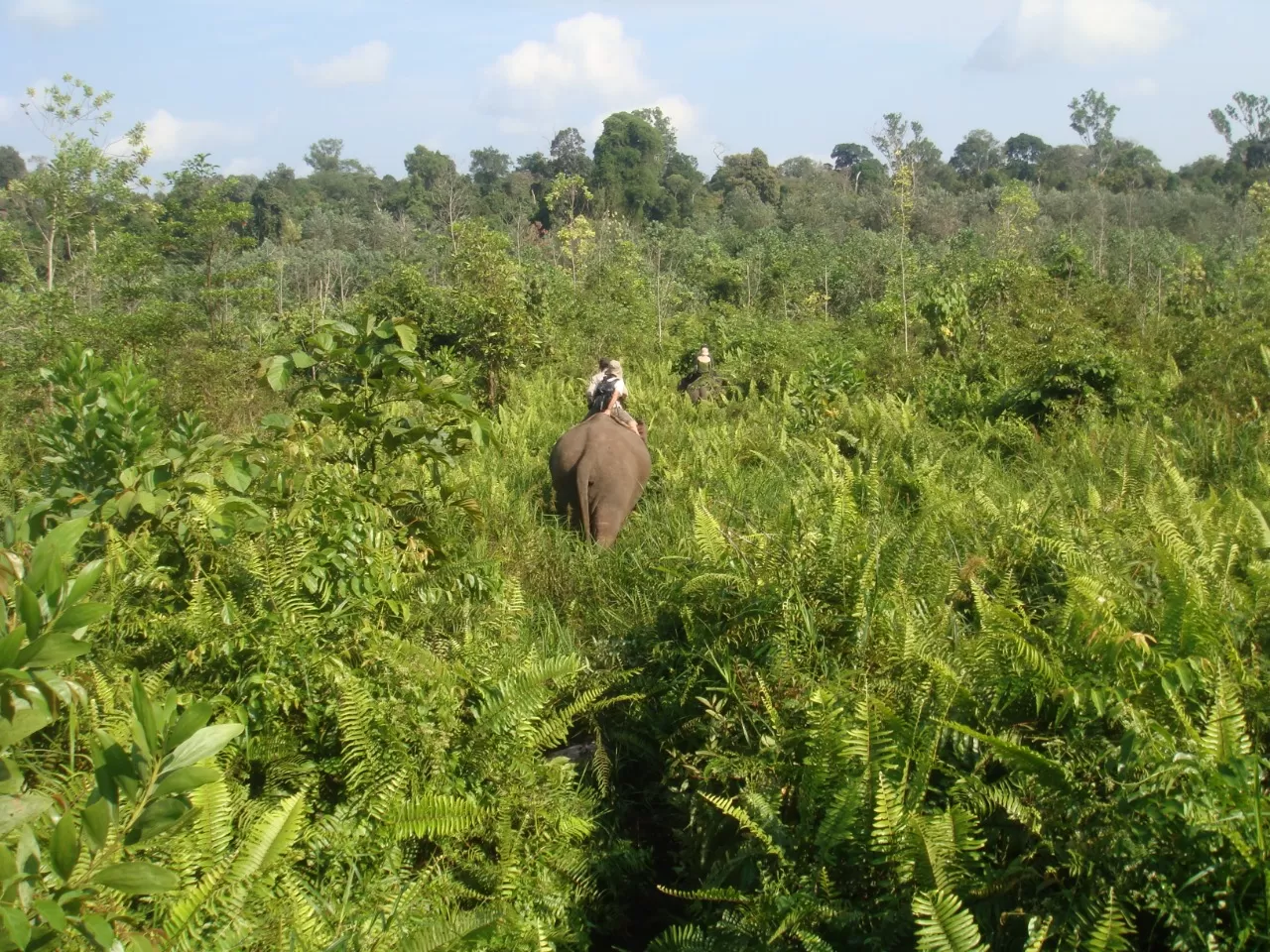 KLHK Tangkap Bandar Perambah Hutan TN Tesso Nilo