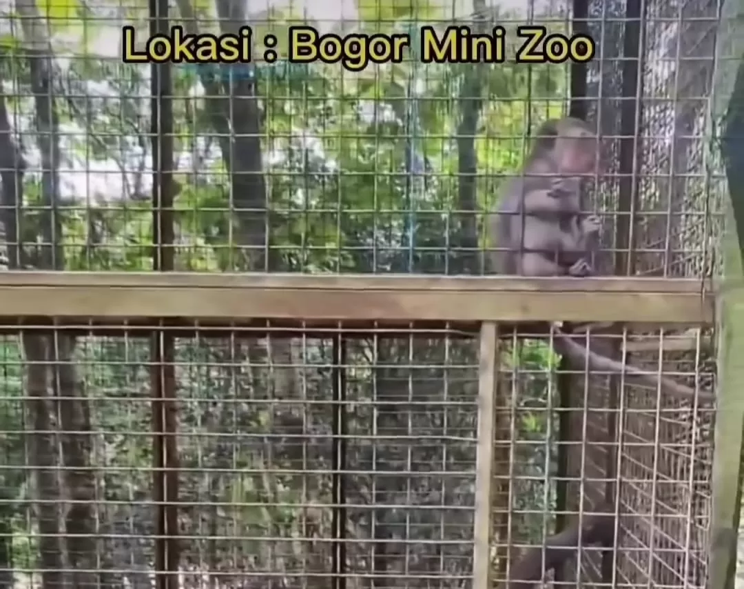 Monyet mati di Bogor Mini Zoo, Wali Kota Bogor Bima Arya murka (Tangkapan layar Instagran @infojabar)