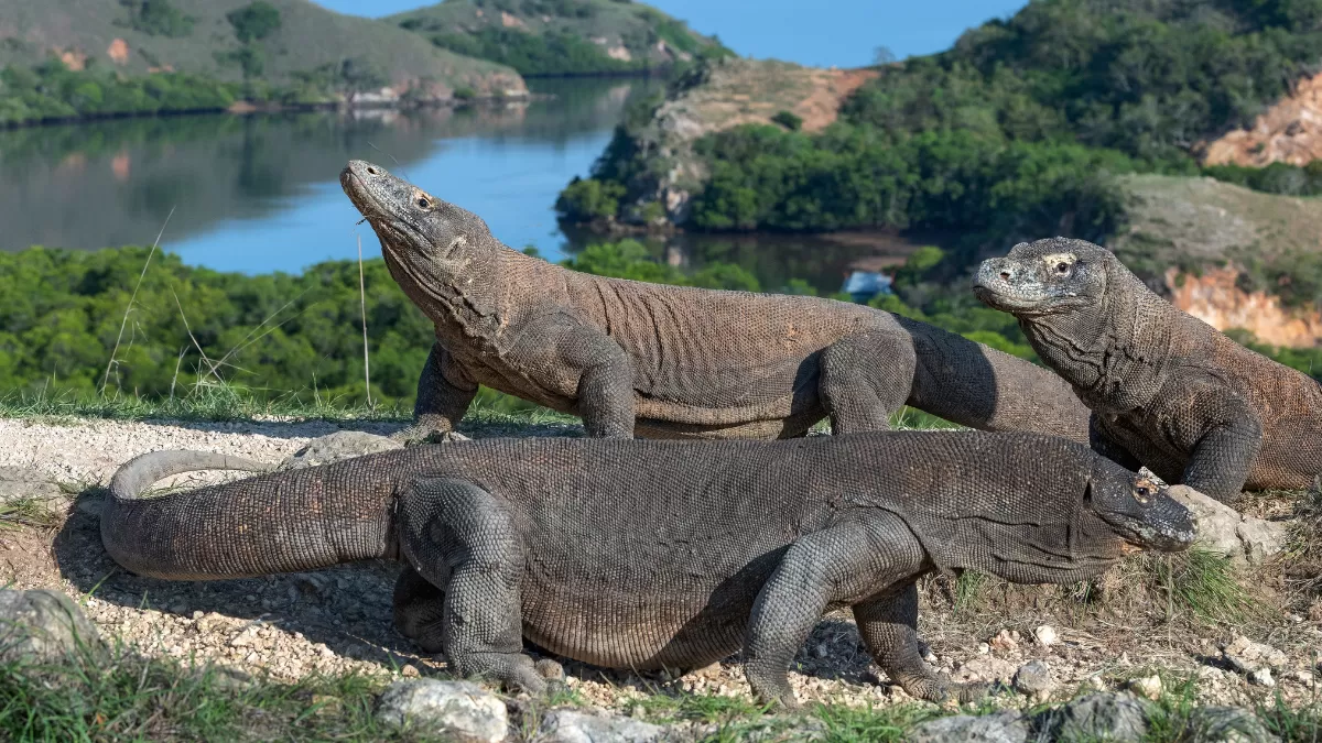 Tarif ke Taman Nasional Komodo resmi naik, cek besarannya (Dok Istimewa)