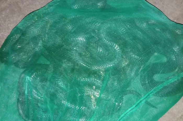 Teror sekarung kobra ke rumah Wahidin Halim jelang kedatangan Anies Baswedan (Dok Istimewa)