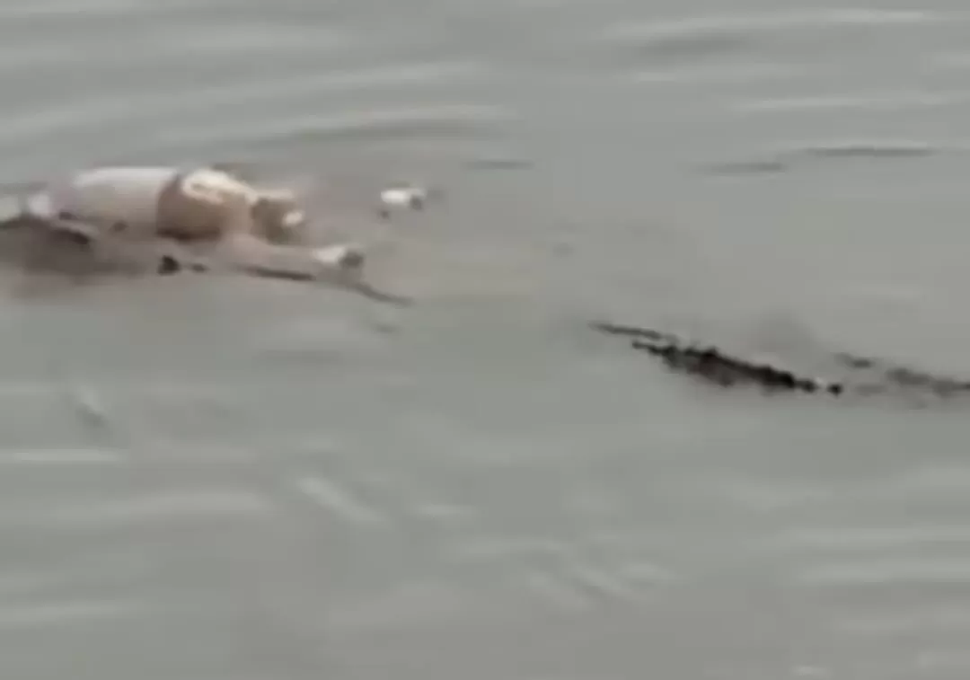 video viral seekor buaya antar jasad balita tenggelam di Sungai Mahakam (tangkapan layar)