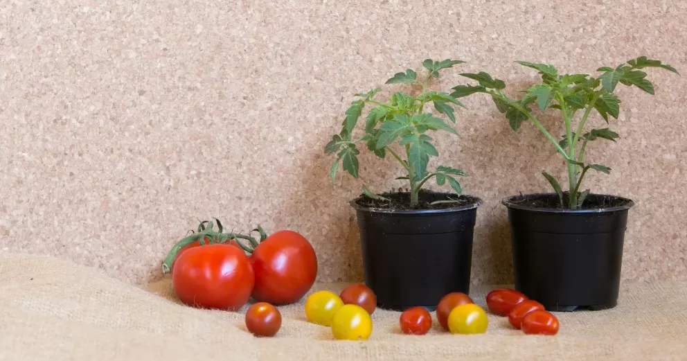 Cara menanam Tomat di pot atau polybag dengan mudah.(Foto:canva)