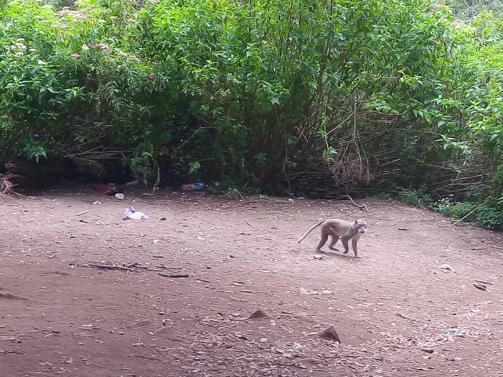 Monyet di Taman Nasional Gunung Merapi (Dok Jatengprov.go.id)
